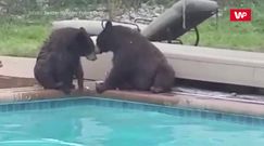 Niedźwiedzie miały dość. Wideo opublikowała policja