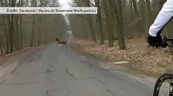 Stado jeleni przecięło drogę rowerzystom