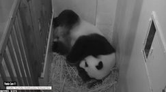 Panda wielka w zoo w Waszyngtonie urodziła młode