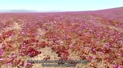 Dywan z kwiatów na pustyni Atacama