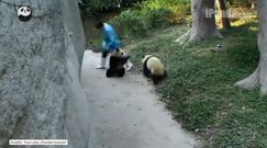 Chińskie pandy grają w berka!