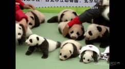 Młode Pandy wielkie z chińskiego Zoo