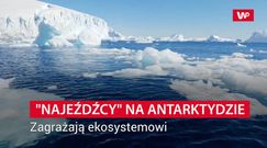 "Najeźdźcy" na Antarktydzie. Zagrażają ekosystemowi