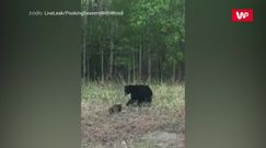 Niedźwiadek kontra bóbr. Nagranie kierowcy