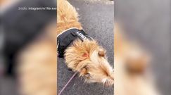 Monika Miller znalazła zagubionego psa na ulicy