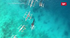 Morskie olbrzymy. Niesamowite nagranie z drona