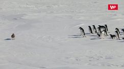 Dzika Antarktyda. Zobacz nagranie