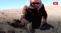 Drapieżnik z odmętów prehistorii. Zaskakujące odkrycie na pustyni w Chile