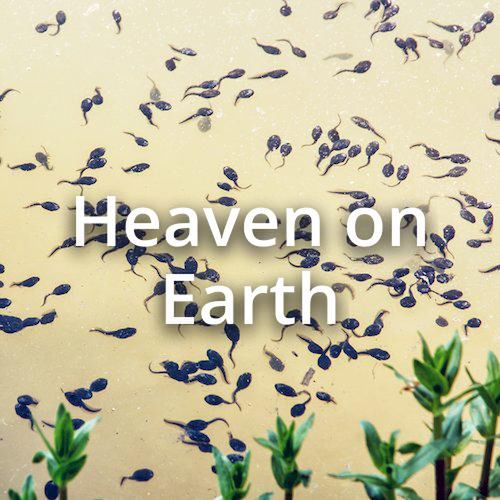 Okładka albumu Heaven on Earth wykonawcy Belinda Carlisle