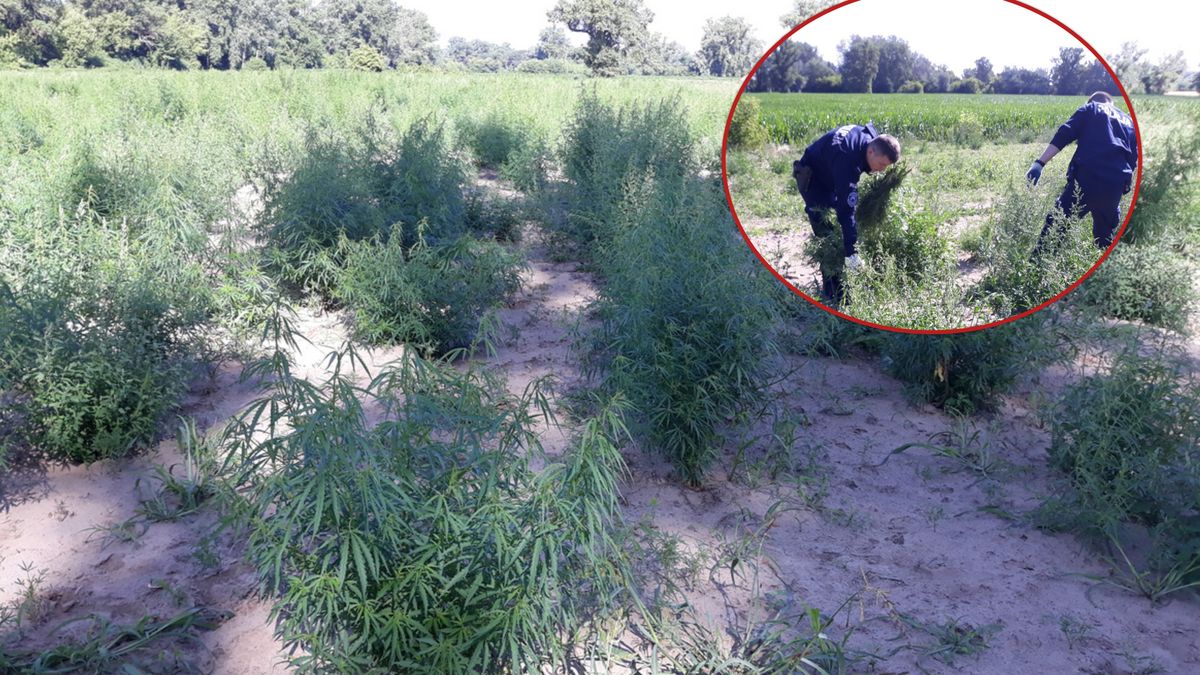 Policja likwidowała konopie indyjskie.
