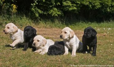 Niemcy chcą mieć psa. Prawdziwy boom