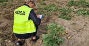 Kradną już nawet ziemniaki. 32-latek kopał je pod osłoną nocy