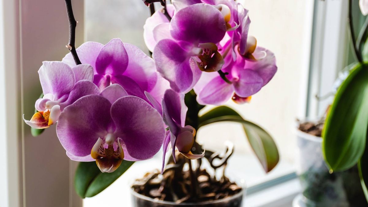 Domowy nawóz do storczyków (zdjęcie podglądowe)