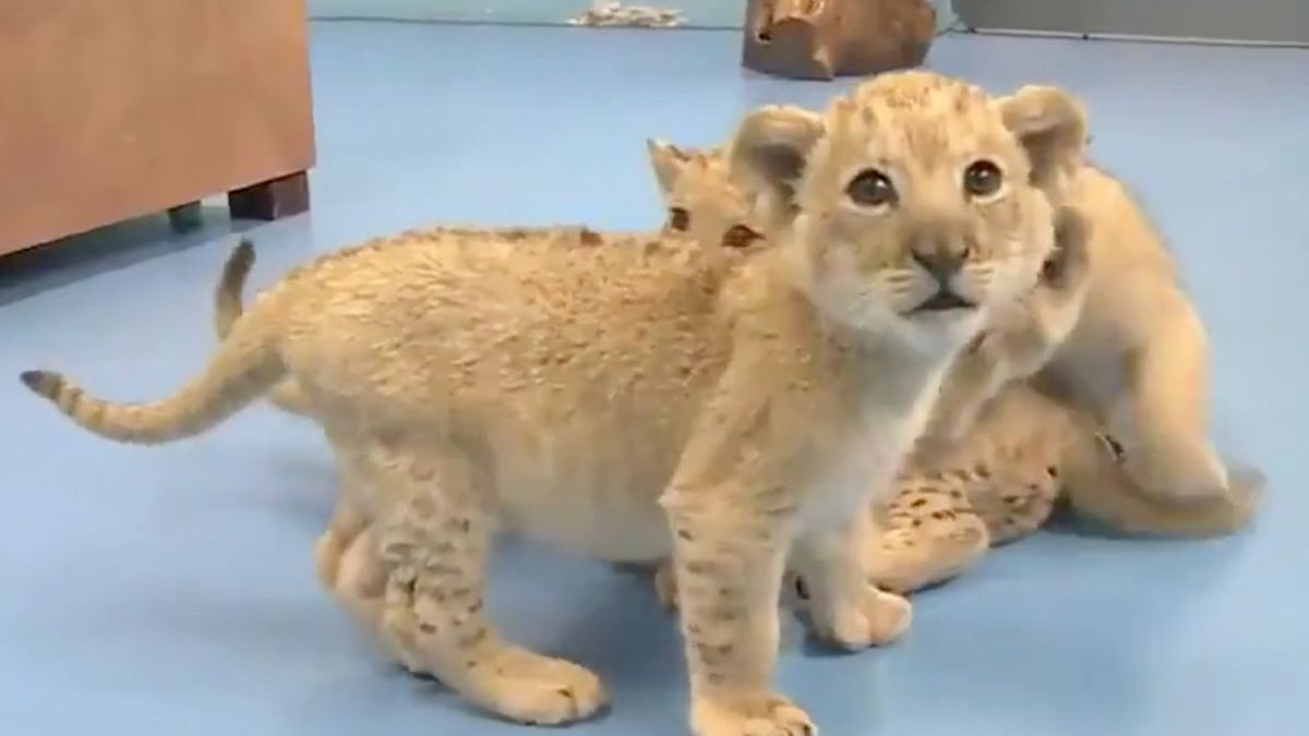 W Chinach urodziły się tygrysy bengalskie