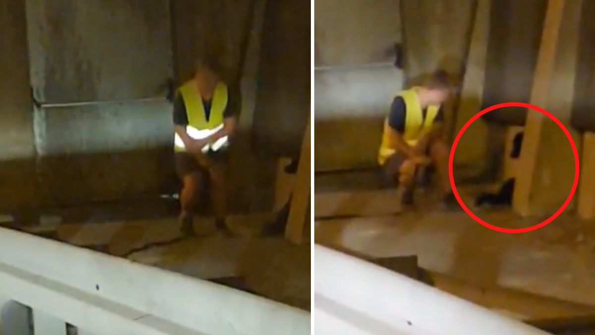 pies facebook zwierzeta