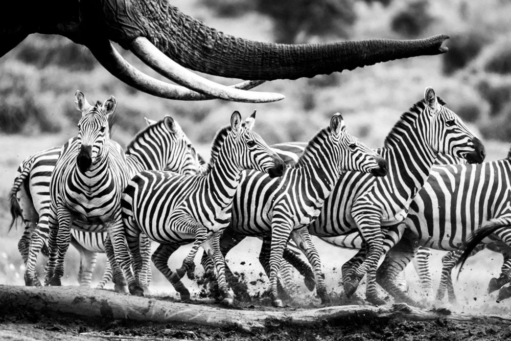 Ponad 80 tys. zdjęć pokazujących szczęście zgłoszono do konkursu Hamdan International Photography Awards. Oto najlepsze z nich 11