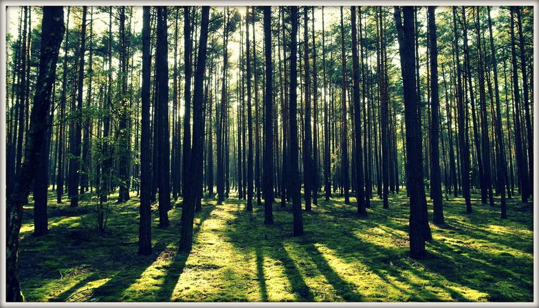 Lasy w Polsce. Państwo będzie miało prawo pierwokupu prywatnych lasów. I będzie mogło ingerować w cenę
