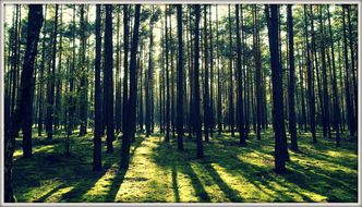Lasy w Polsce. Państwo będzie miało prawo pierwokupu prywatnych lasów. I będzie mogło ingerować w cenę