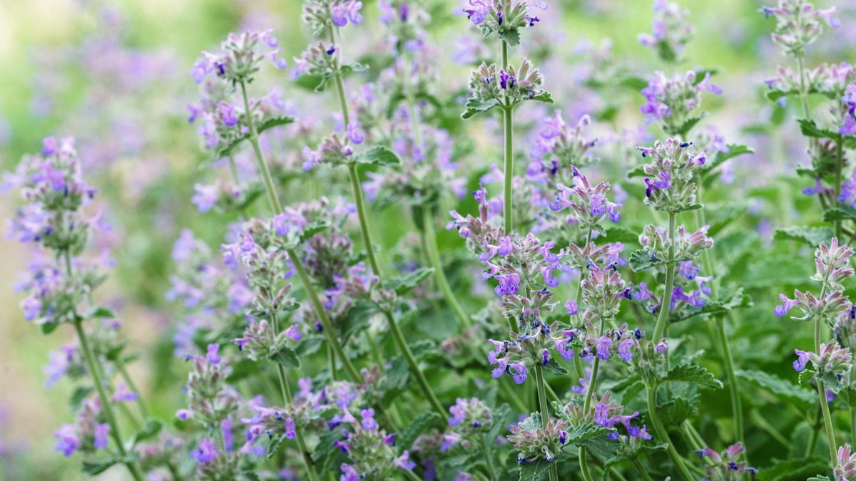 Kocimiętka dziko rosnąca.