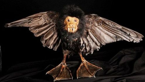 Muzeum preparowanych zwierząt zamyka swoje podwoje 1