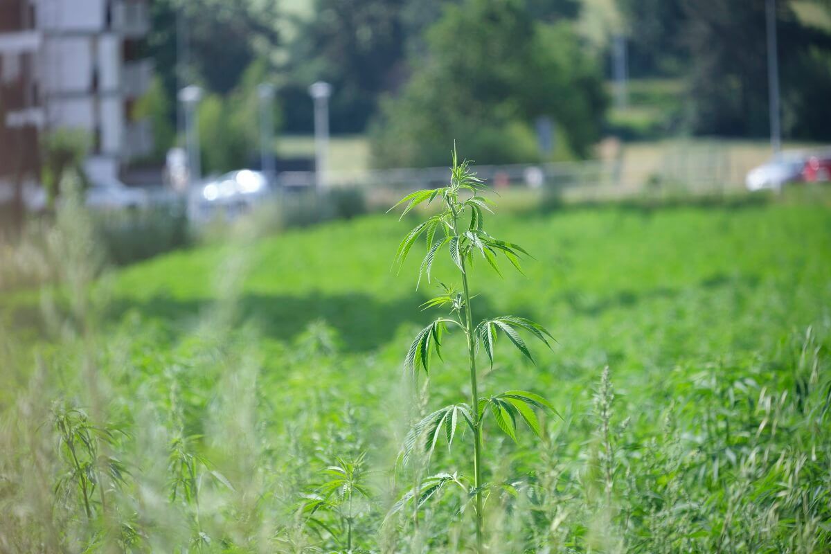 Plantacja konopi włóknistych przy ul. Jantarowej w Lublinie