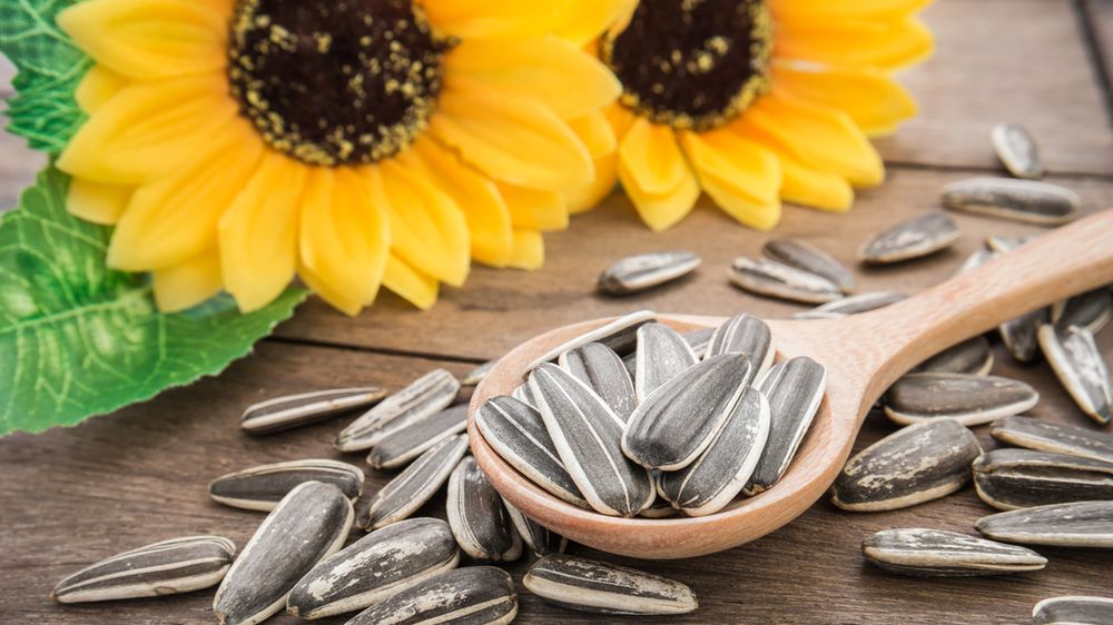 Słonecznik –  witaminy, minerały, kwasy tłuszczowe