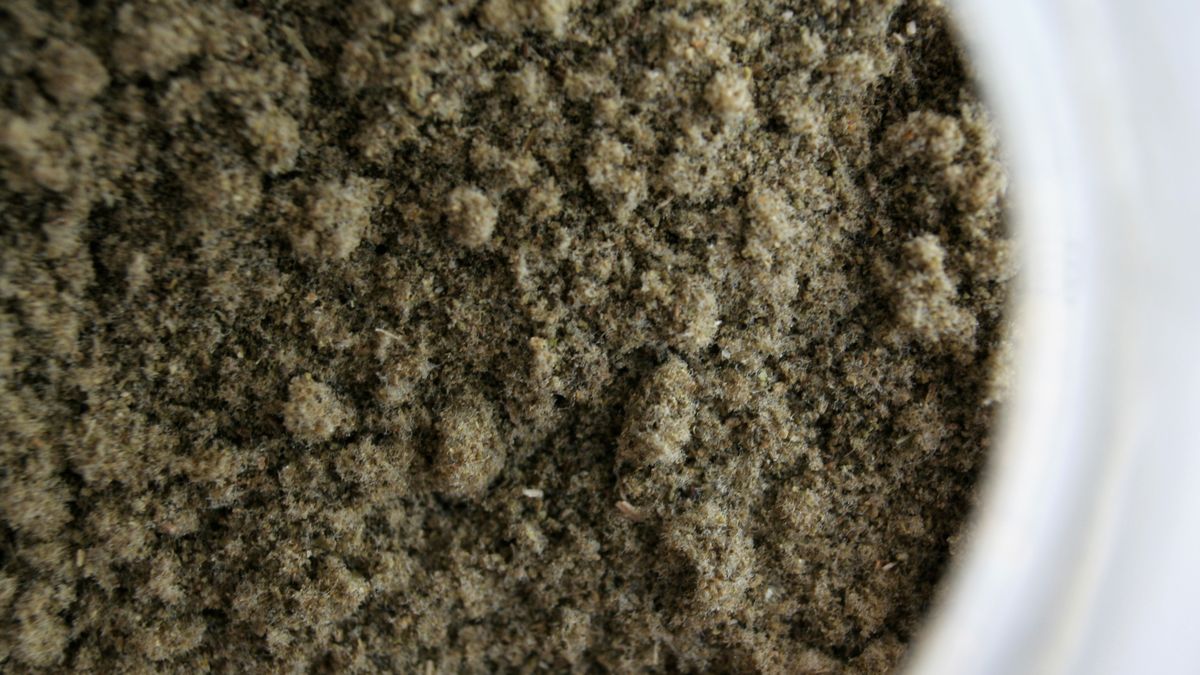 Szałwia - właściwości, zastosowanie, przeciwwskazania