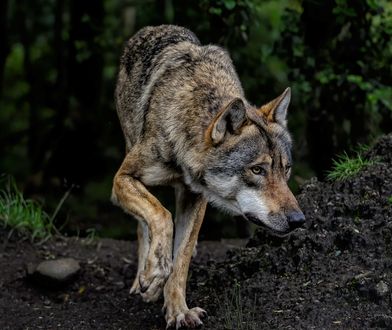 Ostrzeżenie przed wilkami. Gmina interweniuje