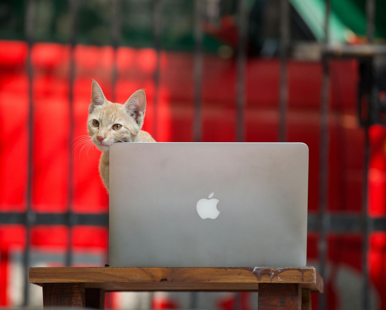 Kot kocha twojego laptopa? Ta aplikacja sprawi, że w nim nie namiesza