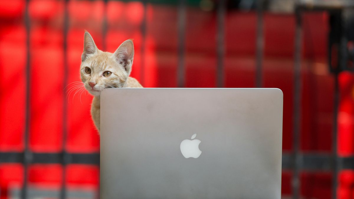 Kot na laptopie to nie problem