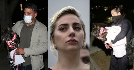 Bandyci POSTRZELILI mężczyznę, który wyprowadzał psy Lady Gagi i PORWALI jej dwa buldożki (ZDJĘCIA)