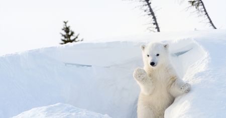 Bear wyszedł z fazy beta: rozbudowany notatnik dla Jabłek godny polecenia