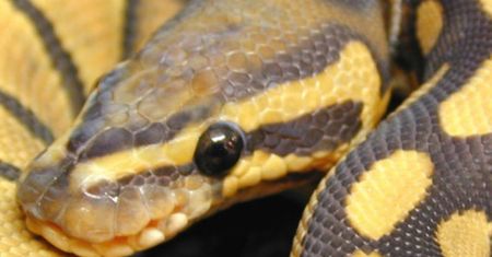 Szkoły żegnają Pascala. Już niebawem na maturze zastąpi go Python