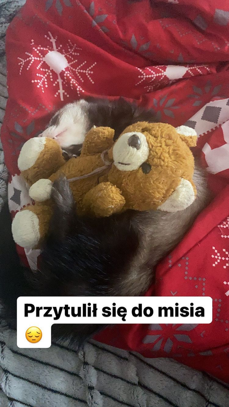 Odeszła fretka Julii Wróblewskiej