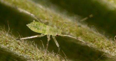 Naturalne sposoby na mszyce. Proste i skuteczne
