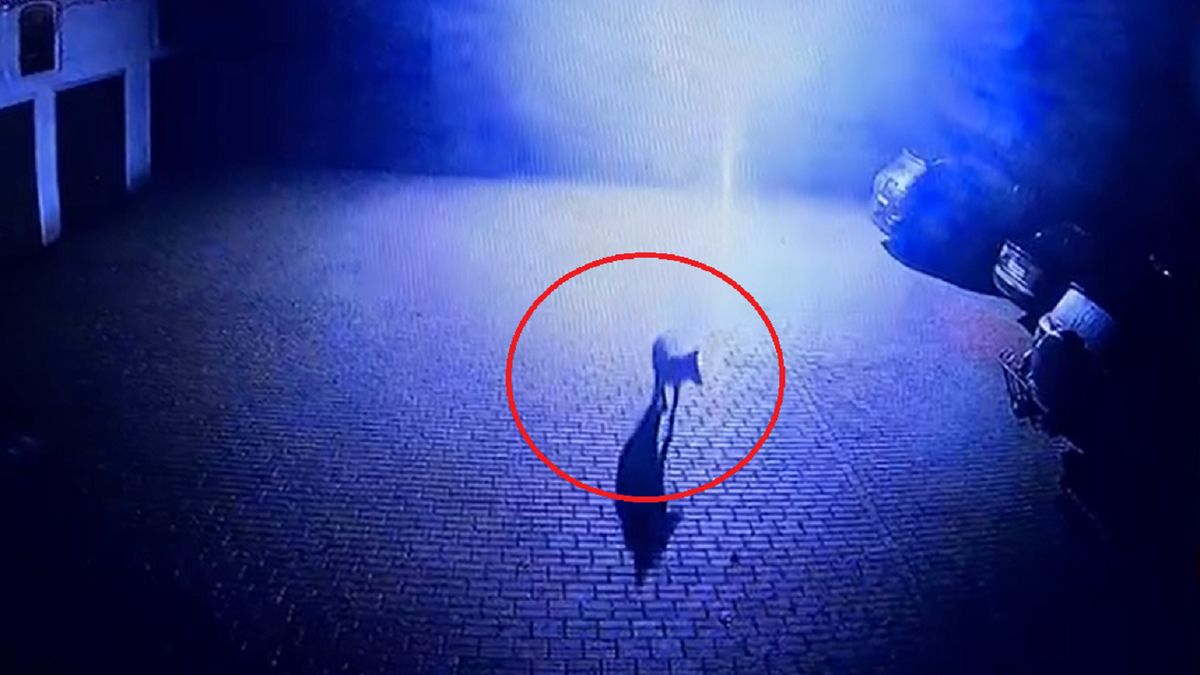 Wilk zauważony na prywatnej posesji.