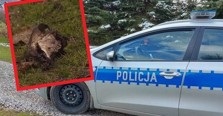 Środa Wielkopolska. Odkrycie jak z horroru. "Czaszki i kości"