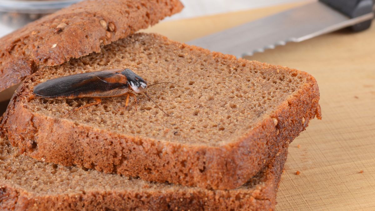 Karaluchy niezniszczalne? Prawie. Poradzi sobie z nimi pewna roślina