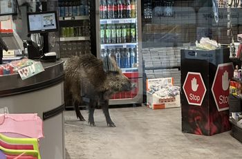 Nietypowy "klient" w centrum handlowym. Musieli go wypchnąć z budynku