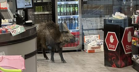 Nietypowy "klient" w centrum handlowym. Musieli go wypchnąć z budynku
