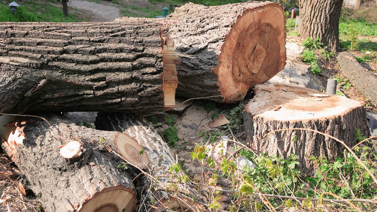 Co się zmieni w wycince drzew w 2025 roku?
