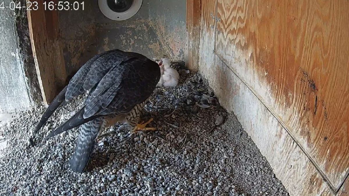 Ta para sokołów zamieszkuje budkę na kominie od 5 lat