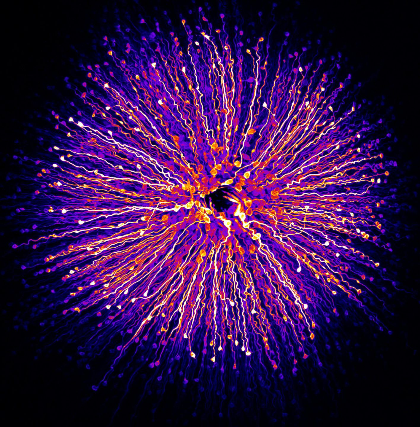 Niesamowity świat widziany z bardzo bliska - Nikon Small World 2018 6