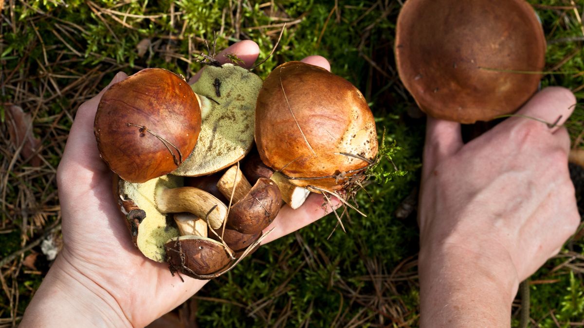 Jak poprawnie zbierać grzyby?