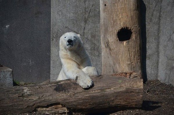 Wtargnął na wybieg dla niedźwiedzi w warszawskim zoo. Dostał krwawą nauczkę