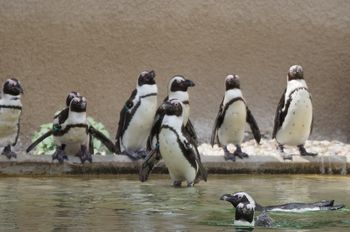 Zmiany w warszawskim zoo. Wszystko przez wirusa