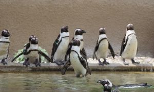 Zmiany w warszawskim zoo. Wszystko przez wirusa