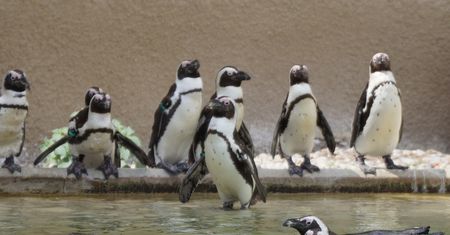 Zmiany w warszawskim zoo. Wszystko przez wirusa