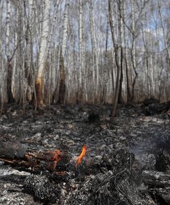 Płoną lasy i łąki na Mazowszu. Powodem susza, wypalanie traw i podpalenia