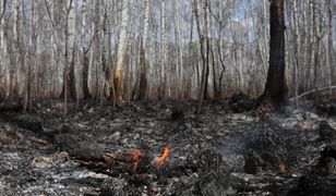 Płoną lasy i łąki na Mazowszu. Powodem susza, wypalanie traw i podpalenia